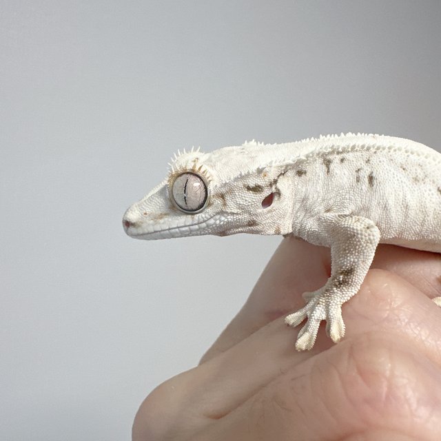 릴리화이트 풀핀 솔리드백