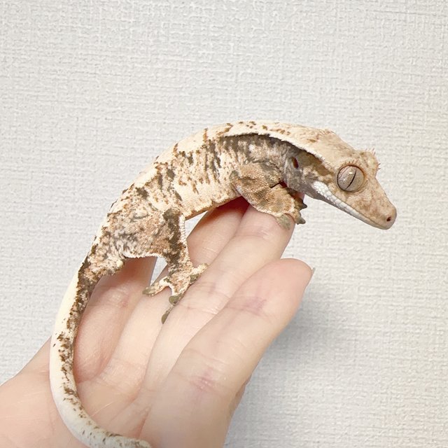 노멀 트라이 익스트림할리퀸