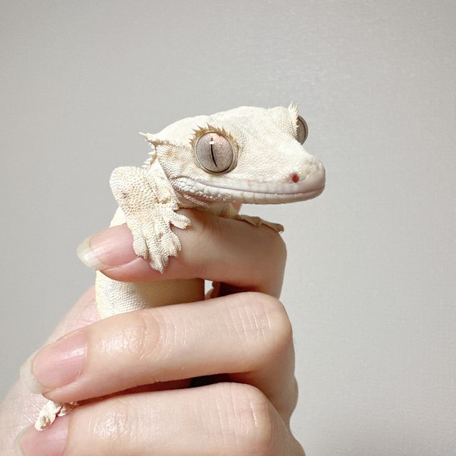 릴리화이트 풀핀 솔리드백