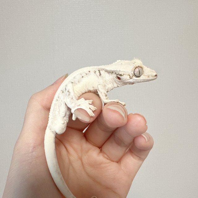 릴리화이트 풀핀 솔리드백