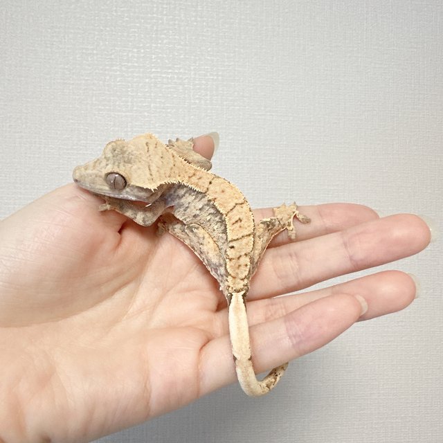 노멀 화이트스팟 화이트포트홀