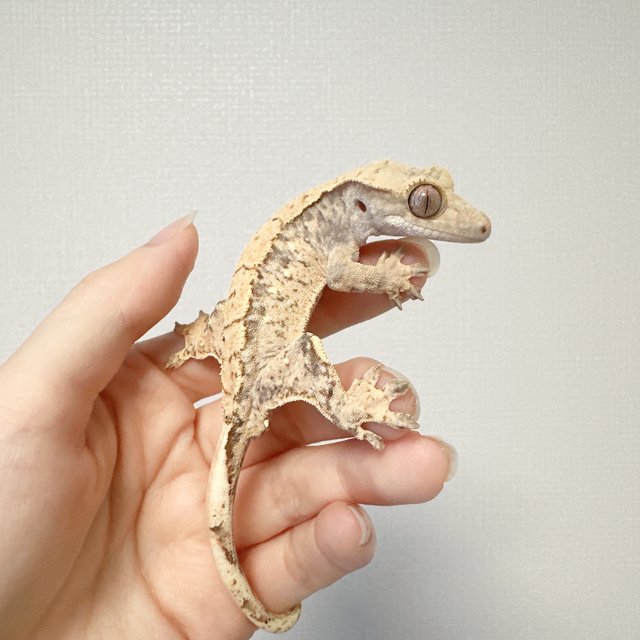 노멀 화이트스팟 화이트포트홀