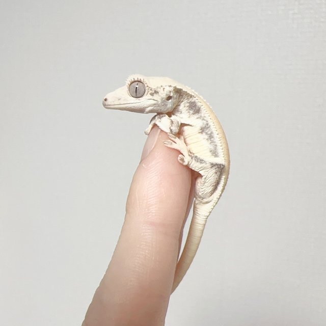 릴리화이트 솔리드백