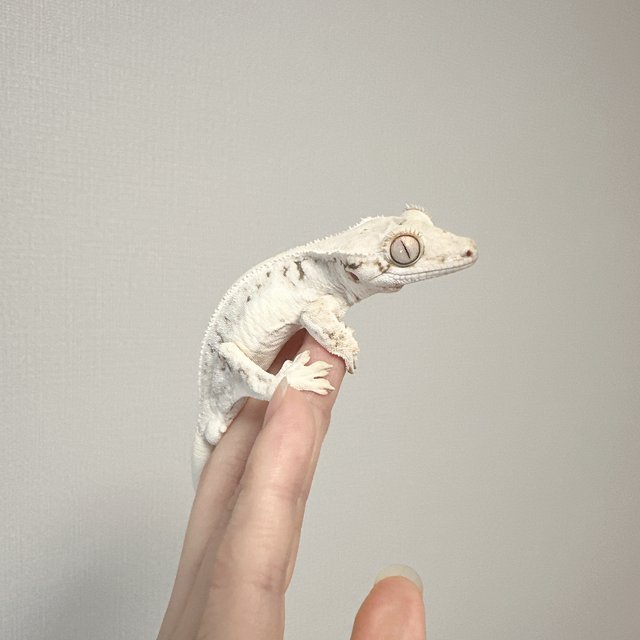 릴리화이트 풀핀 솔리드백