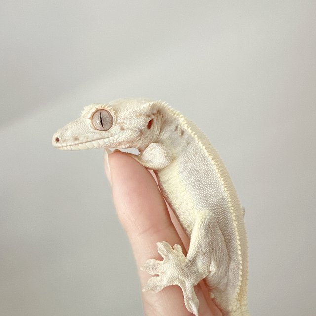 릴리화이트 풀핀 솔리드백