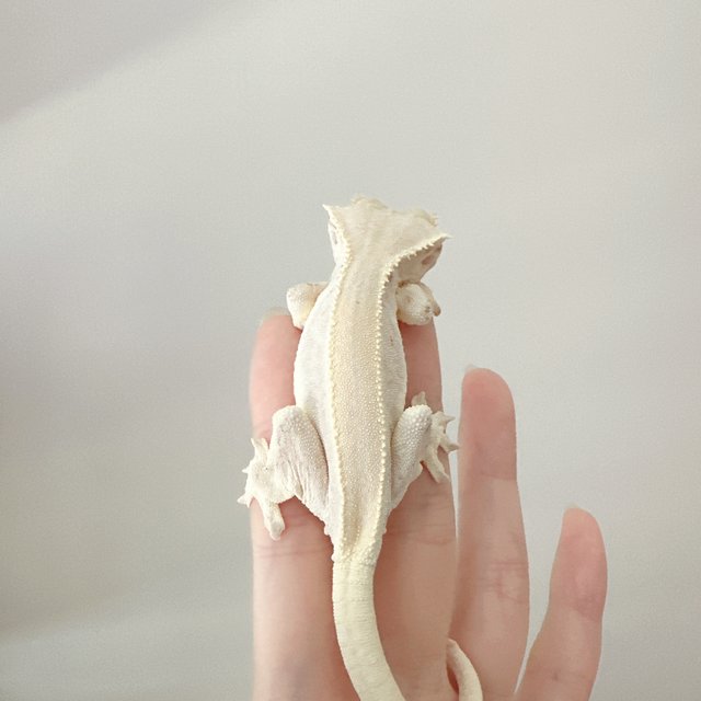 릴리화이트 풀핀 솔리드백