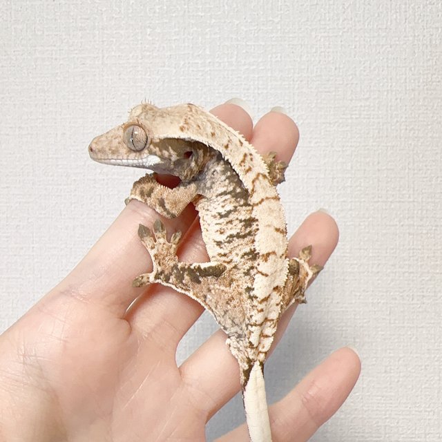 노멀 트라이 익스트림할리퀸