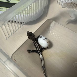 풀핀 아잔틱