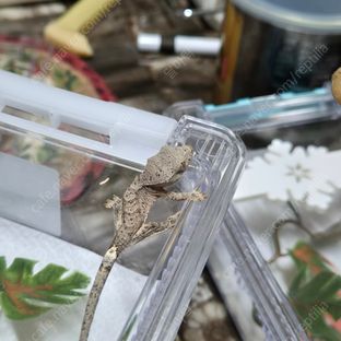 슈퍼달마시안