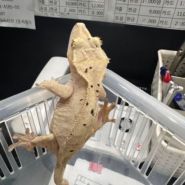 달마시안