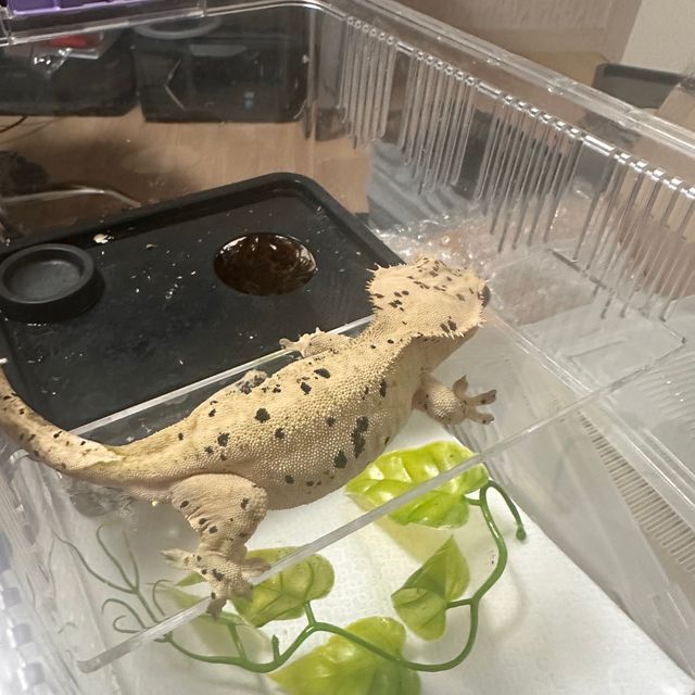 슈퍼달마시안