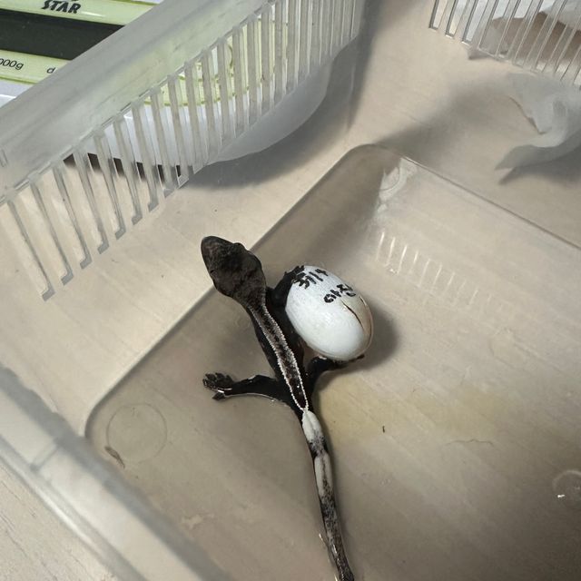 풀핀 아잔틱
