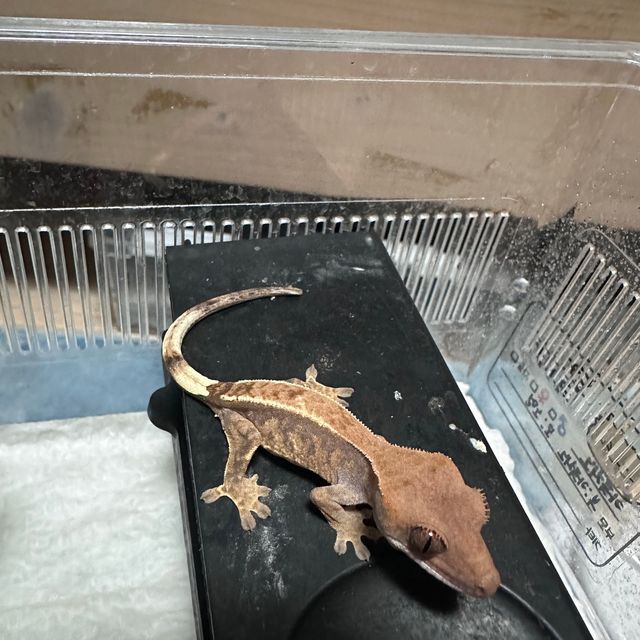 카푸치노