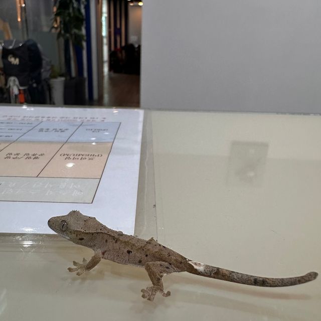 슈퍼달마시안