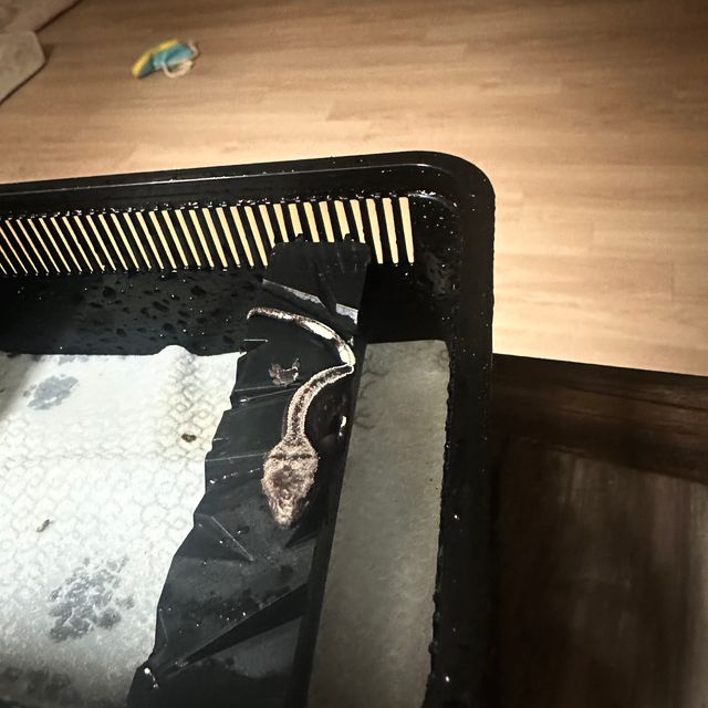 풀핀 아잔틱