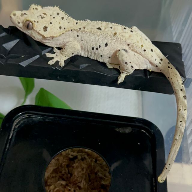 슈퍼달마시안