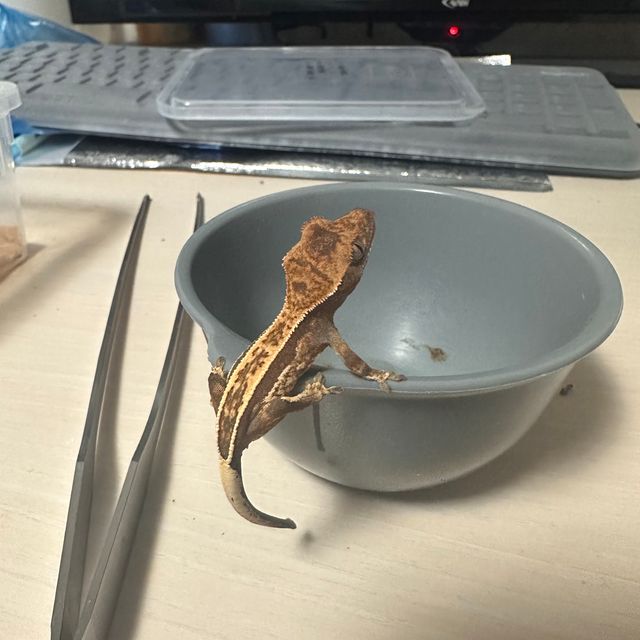 카푸치노