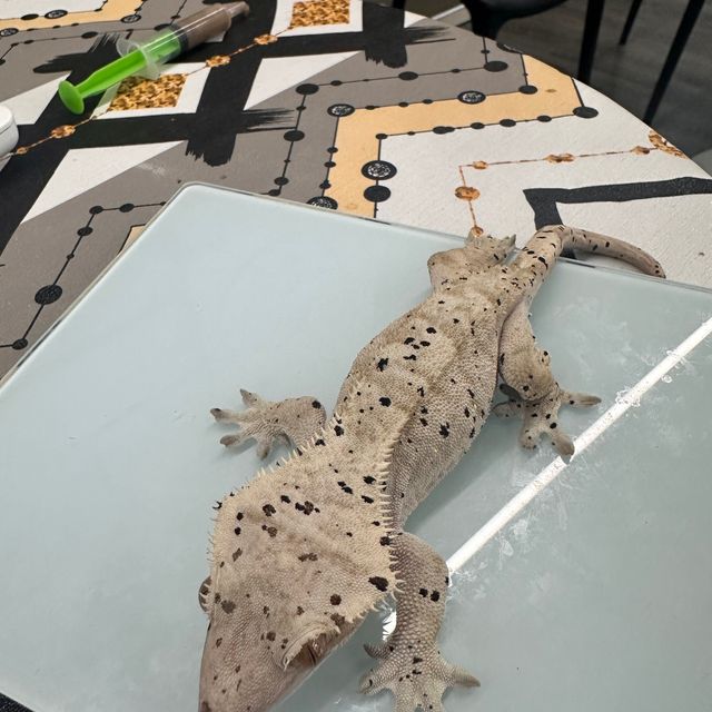 슈퍼달마시안