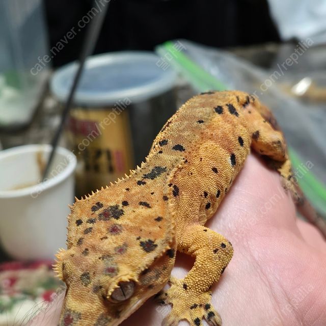 슈퍼달마시안