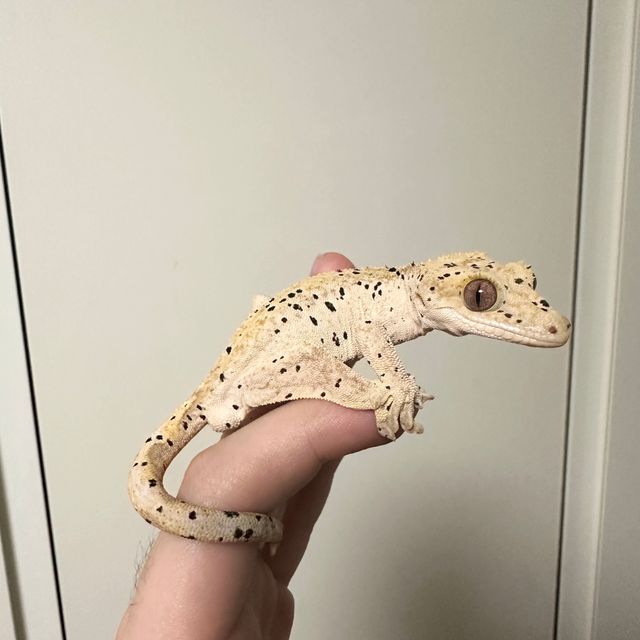 슈퍼달마시안
