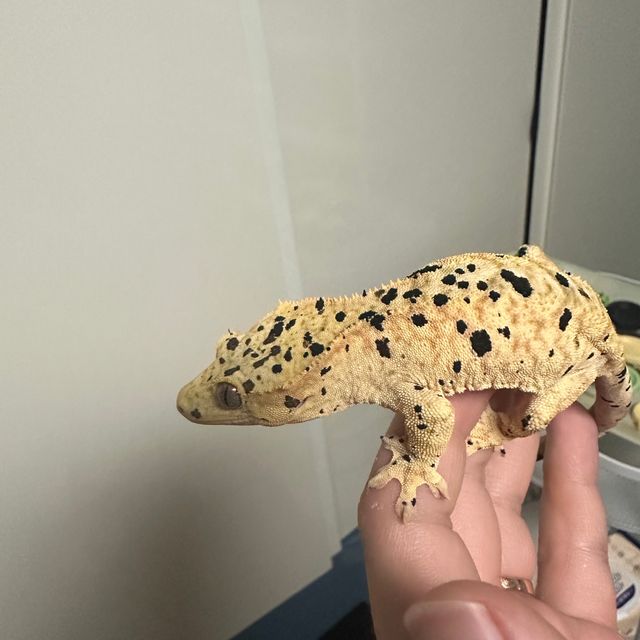 슈퍼달마시안