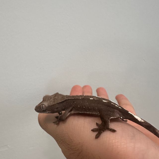 아잔틱