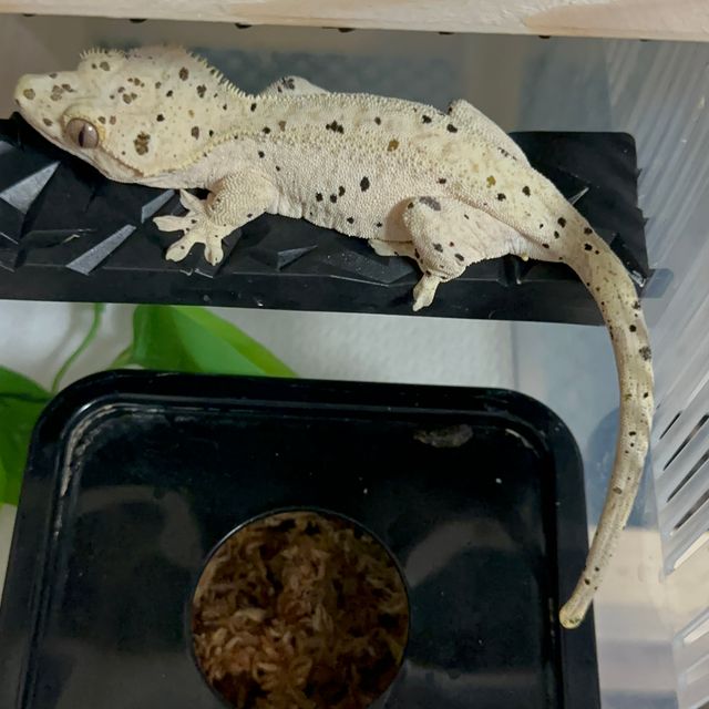 슈퍼달마시안