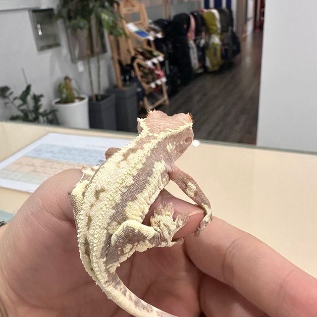 프라푸치노
