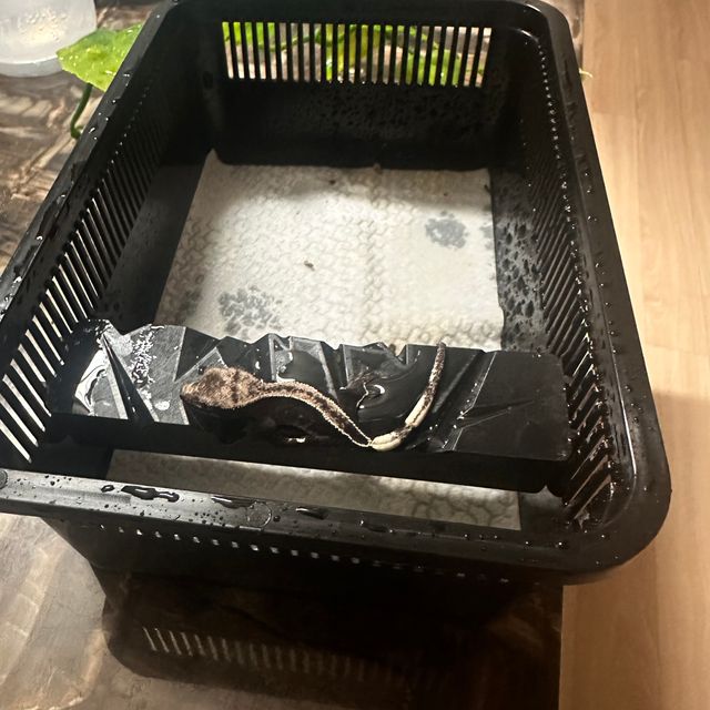 풀핀 아잔틱