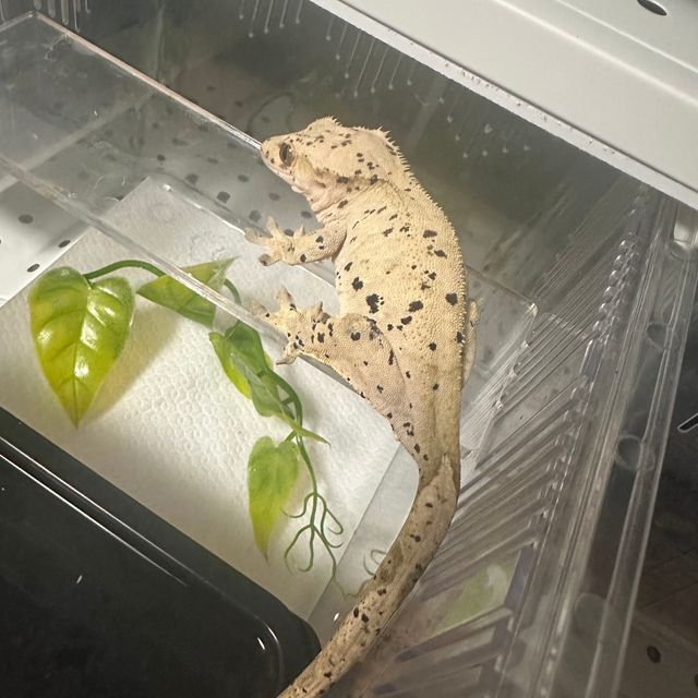 슈퍼달마시안