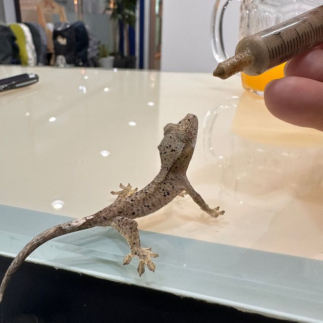 슈퍼달마시안