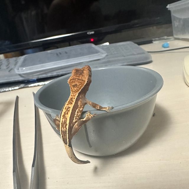 카푸치노
