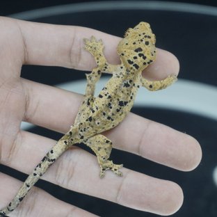 슈퍼달마시안 달마시안