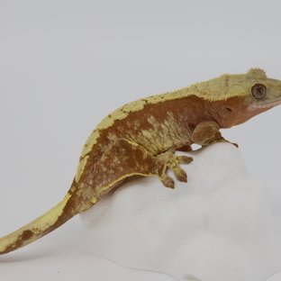 레드 익스트림할리퀸