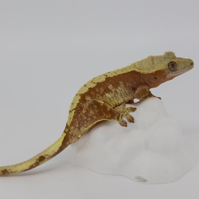 레드 익스트림할리퀸