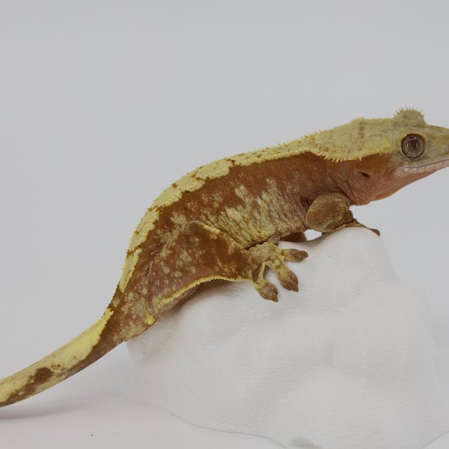 레드 익스트림할리퀸