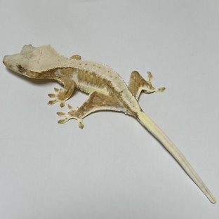 릴리화이트 크림