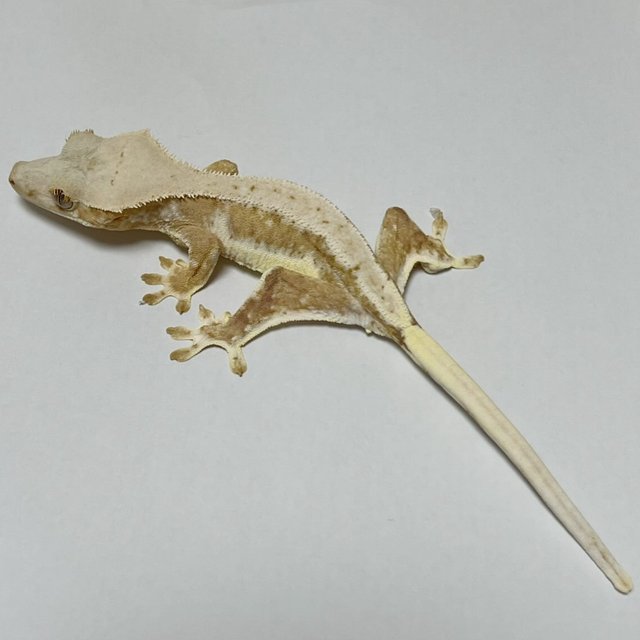 릴리화이트 크림