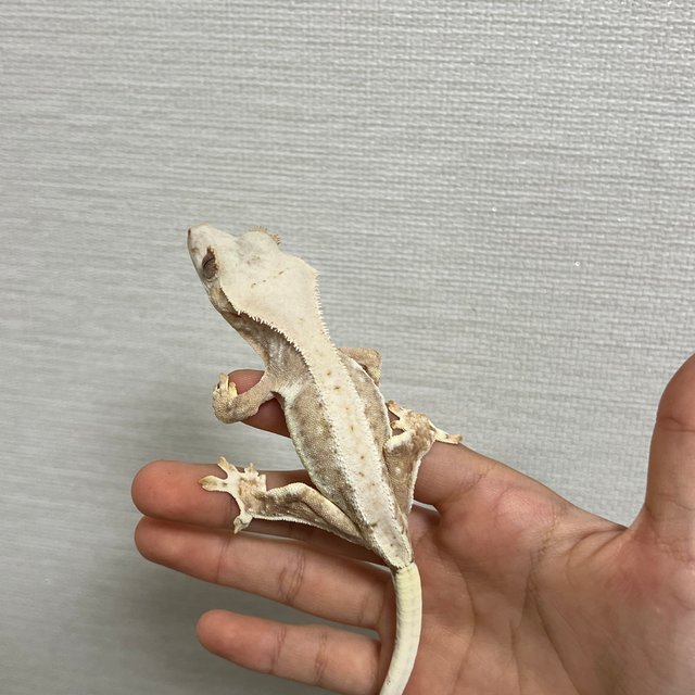 릴리화이트 크림