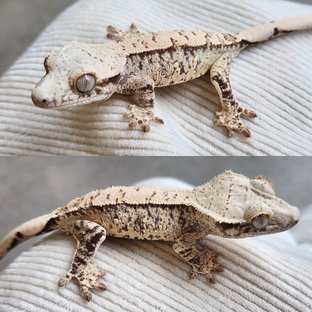 노멀 화이트스팟 드리피