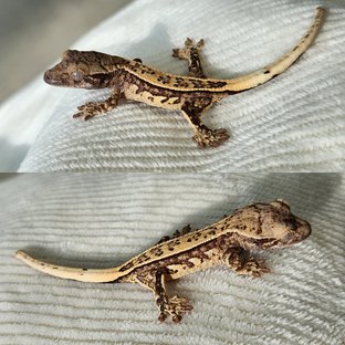 노멀 쿼드 풀핀 화이트스팟