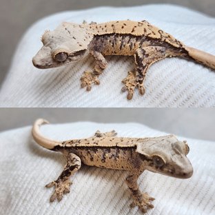 노멀 화이트스팟