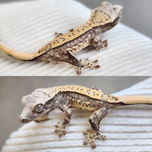 노멀 핀스트라이프 쿼드 화이트스팟 화이트