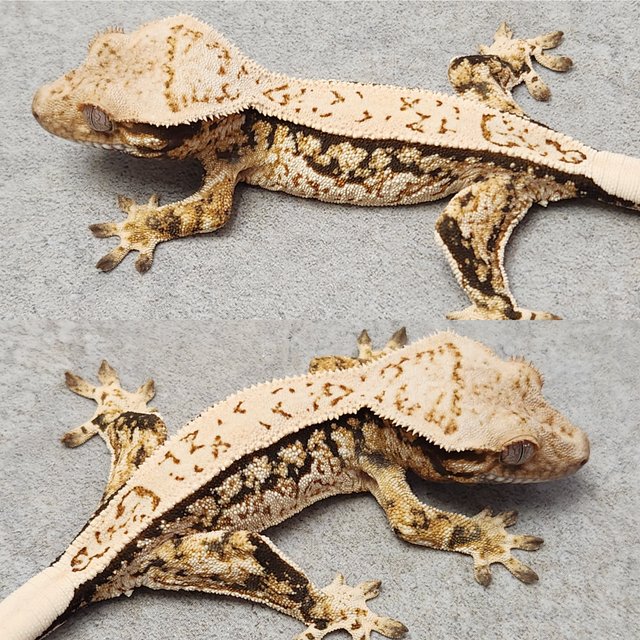 노멀 풀핀 쿼드 화이트스팟