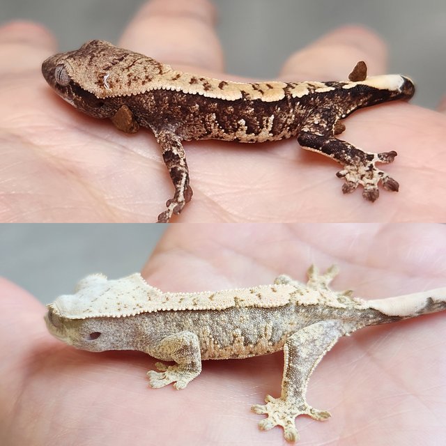 노멀 화이트포트홀 화이트스팟