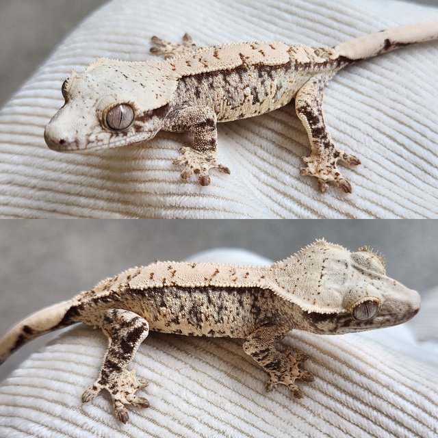 노멀 화이트스팟 드리피