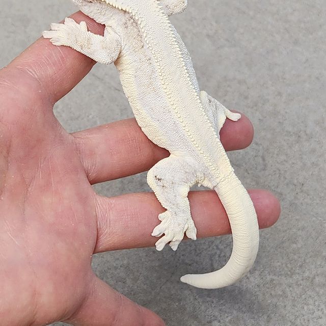 릴리화이트 화이트스팟 화이트 솔리드백