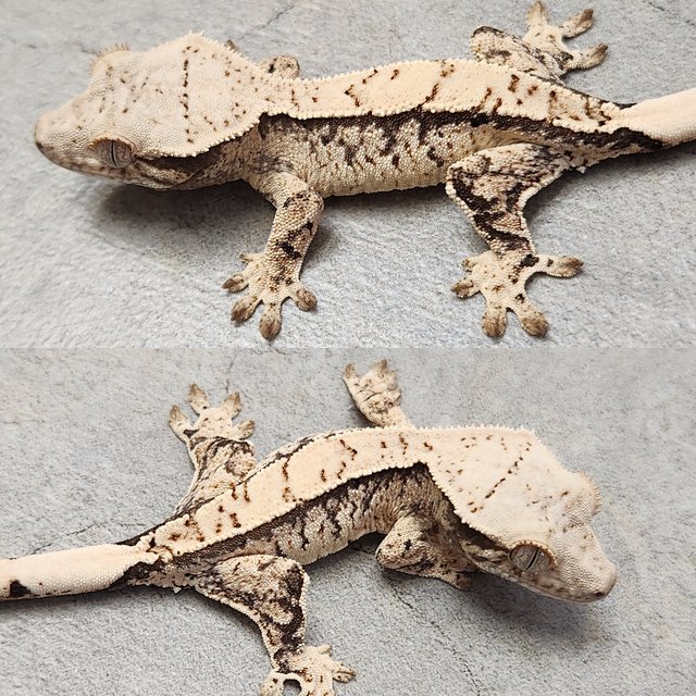 노멀 화이트스팟