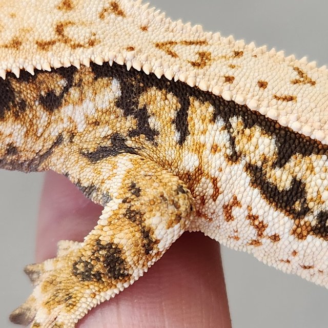 노멀 풀핀 쿼드 화이트스팟