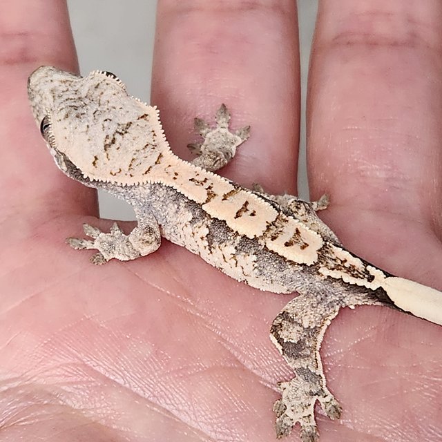 화이트스팟 화이트 노멀